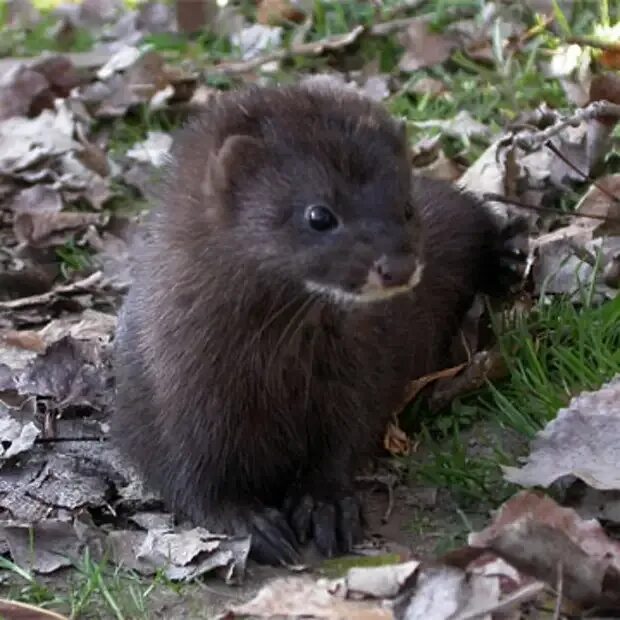 Европейская норка красная книга. Повесть максимова норка. Емельянов денис эдвардович. Норка читать. К ласки книги.