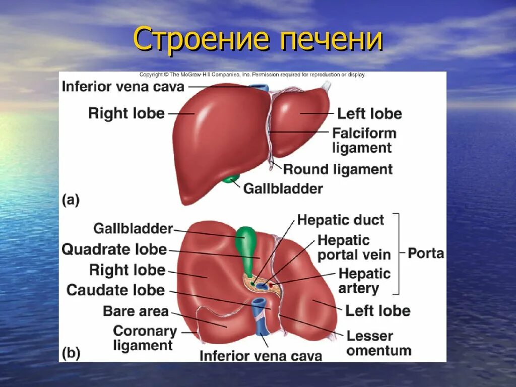 Печень анатомические образования. Строение печени вид спереди. Внутреннее строение печени анатомия. Наружное строение печени. Функции печени анатомия.