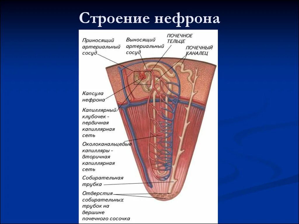 Собирательные трубочки пирамид. Строение нефрона почки. Рис 58 строение нефрона. Форникальный аппарат почки строение нефрона. Рис 118 строение нефрона.