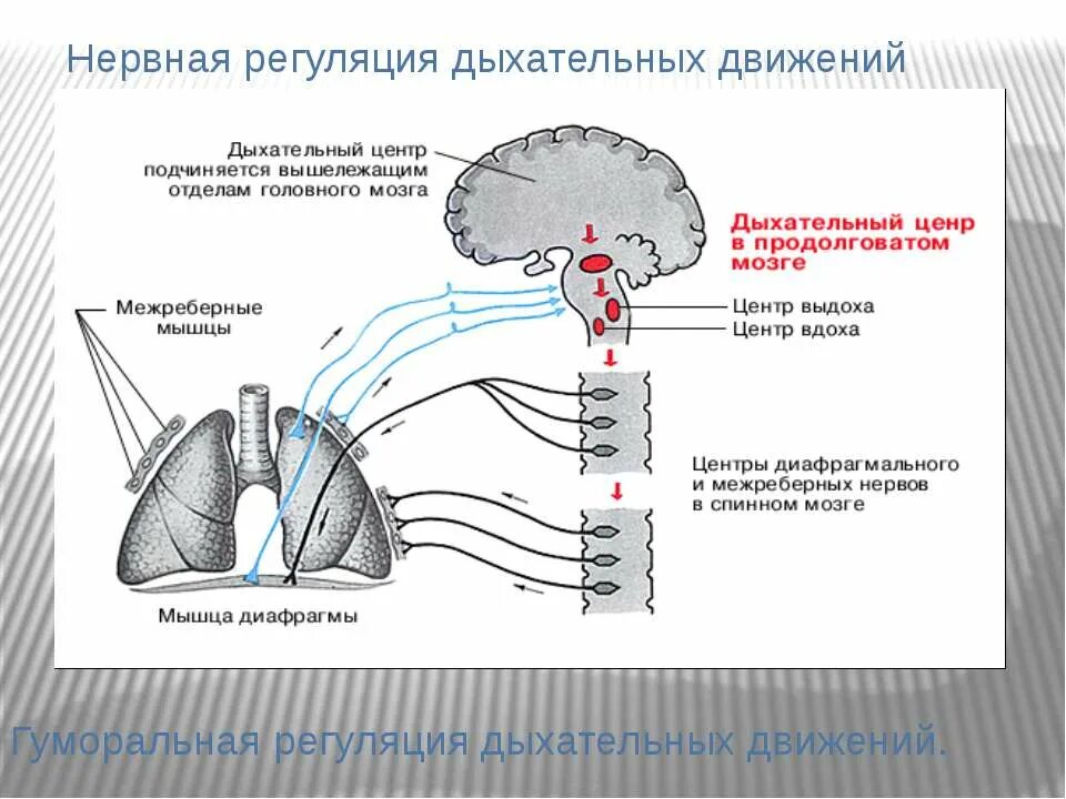 Дыхание подчиняется