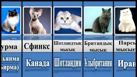 Легинстегі секс порно видео