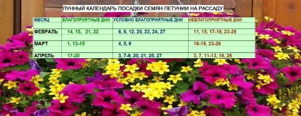 Дни посадки однолетних цветов в марте 2024. Календарь посадки петунии. Благоприятные дни для посадки на рассаду петунии. Благоприятные дни для посева петунии на рассаду. Посадочные дни для петуний.