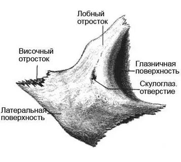 Скуловисочное отверстие