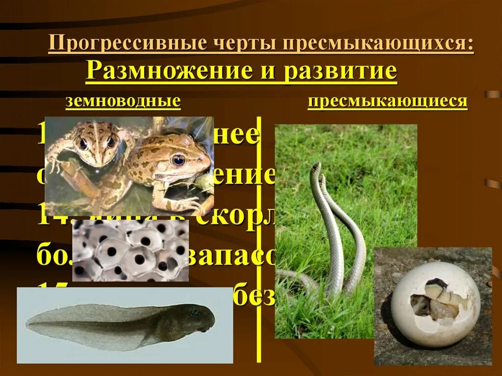 Где происходит развитие у пресмыкающихся. Прогрессивные черты пресмыкающихся. размножение и развитие пресмыкающихся. класс пресмыкающиеся. размножение рептилий.