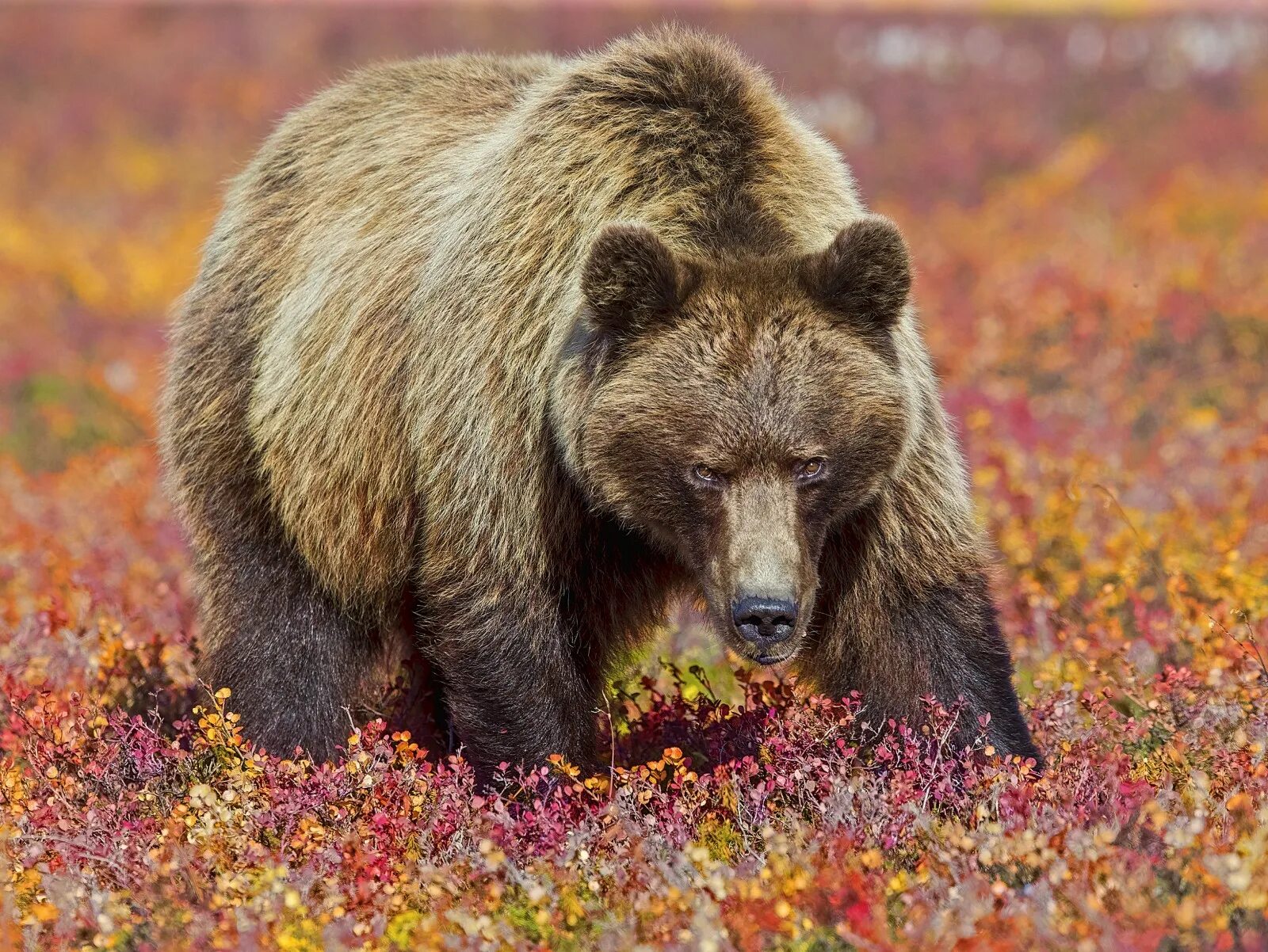 Бурый медведь Камчатки. Камчатский бурый медведь. Камчатка медведи. Камчатский бурый. Камчатский бурый медведь картинка