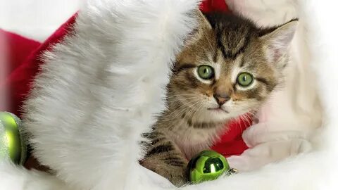 Новые картинки кошки