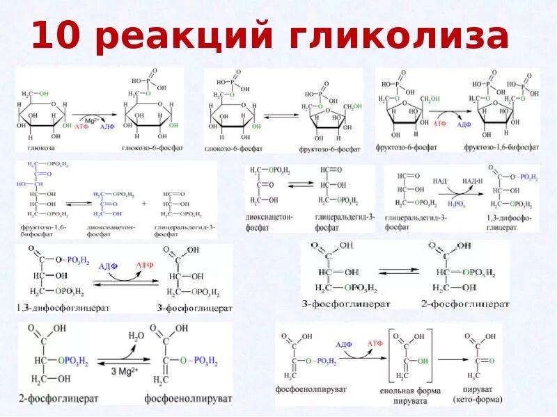 10 Реакции гликолиза Глюкозы. Гликолиз схема с ферментами. Реакции второго этапа гликолиза. Реакции составляющие процесс аэробного гликолиза.