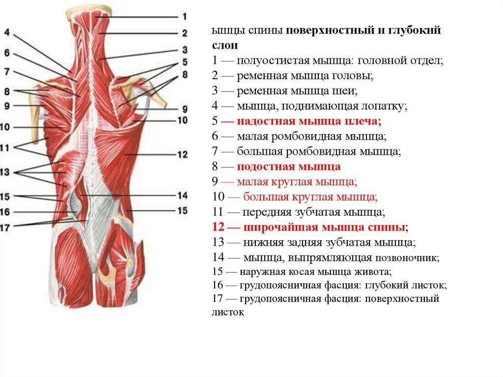 Мышцы спины анатомия 2 слой. Мышцы спины 1 слой. Мышцы спины глубокий слой. Поверхностные мышцы спины 1 слой. Мышцы спины поверхностные и глубокие.