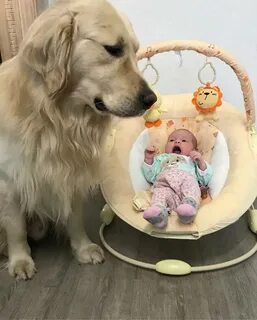 /5.Incredible friendship: Loyal dog Hugo tries to take care of and look after the baby every day when his mother is away, making the online community admire. ‎