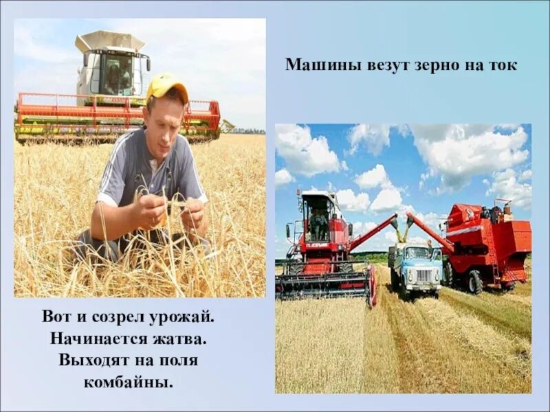 В какое время года убирают хлеб