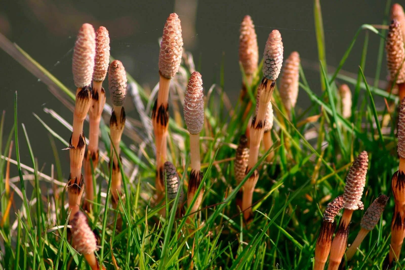 Хвощи хвойные. Хвощ полевой (Equisetum arvense). Пестики хвоща полевого. Хвощ полевой Equisetum arvense l.. Весенний побег хвоща полевого.