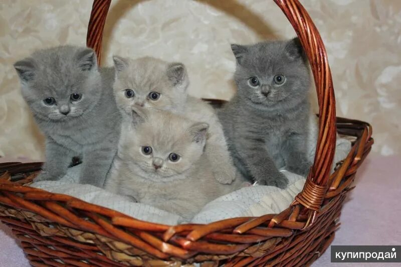 Котенка то купили