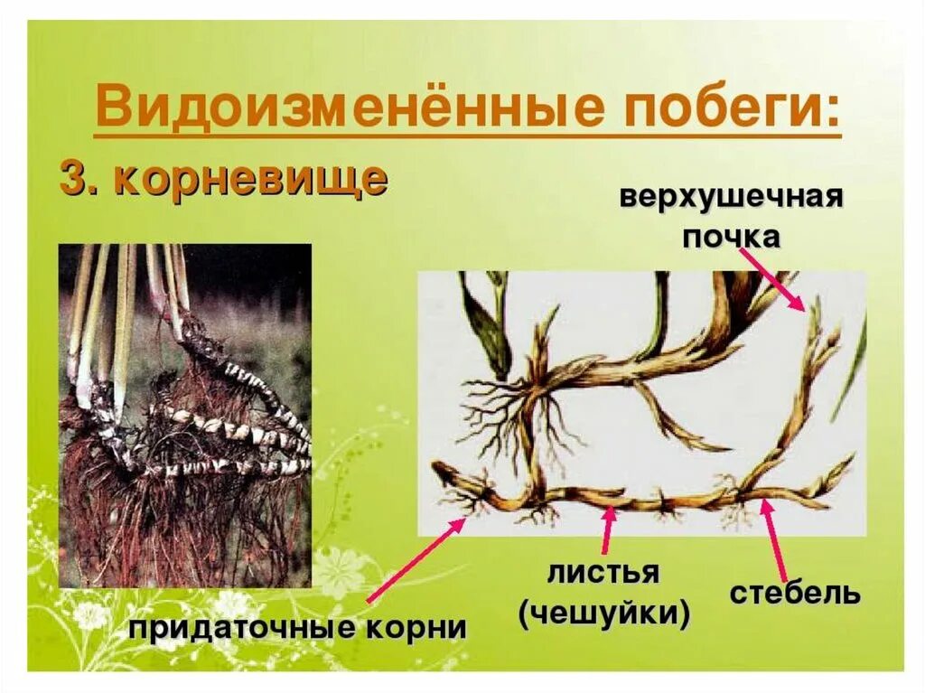 Надземные части корня. Корневище пырея это видоизмененный побег. Видоизменённый побег корневище. Корневище пырея это видоизмененный. Пленчатые чешуйки на корневище.