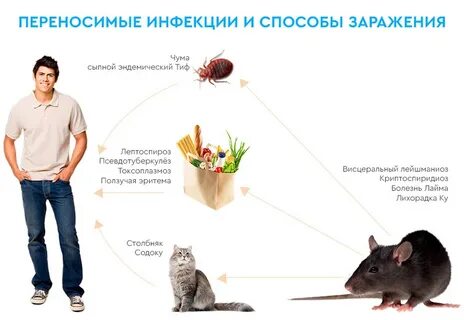 Грызуны переносчики инфекции