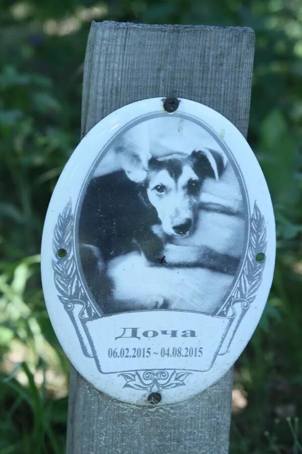 виртуальное кладбище животных