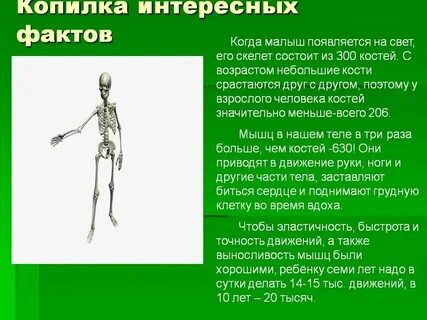 Факты о строении