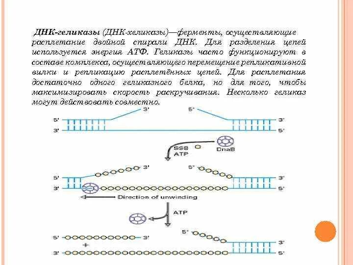 Расплетание цепей днк. ДНК-геликазы. ДНК геликаза. Функции ДНК геликазы. Фермент геликаза.