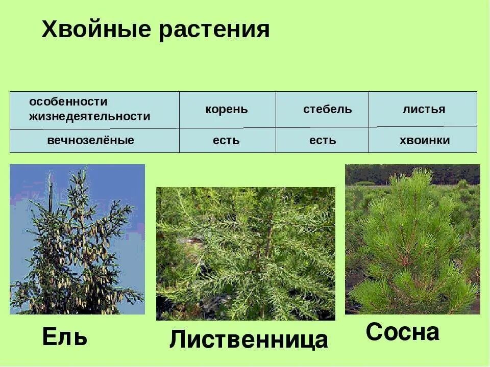 Характерные признаки хвойных. Лиственница голосеменное. Хвойные растения ель можжевельник лиственница сосна. Ель пихта лиственница. Сосна ель лиственница шишки.