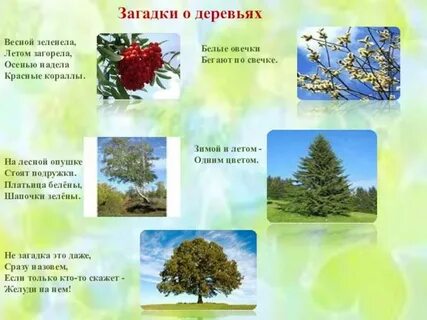 Детские загадки про лес