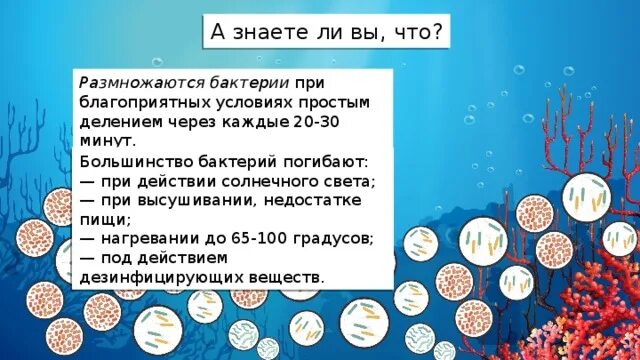 Споры погибают при температуре. Микроорганизмы размножающиеся в воде. Благоприятные условия для бактерий. Условия гибели бактерий. Благоприятные условия для микроорганизмов в воде.