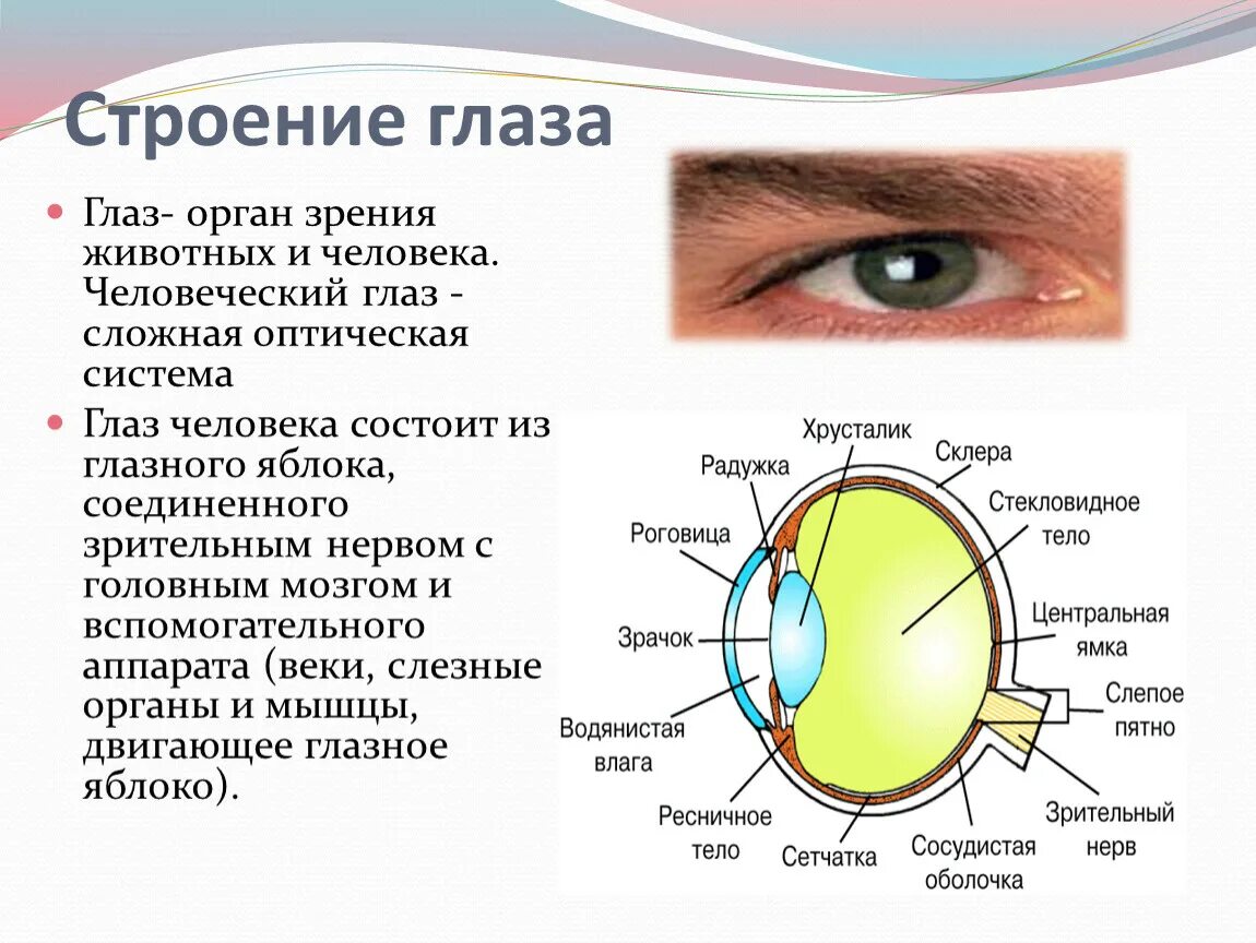 Признаки органа зрения