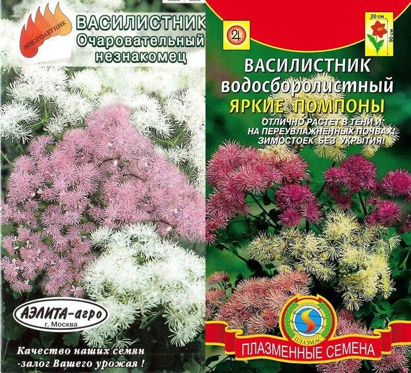 Василистник водосборолистный белый. Василистник Хелидона. Рододендрон василистник. Василистник видовой сорт. Василистник семена купить