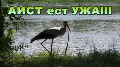 Гадюка аист
