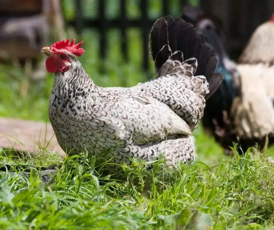 цыплята борковская барвистая. куры борковская барвистая. порода барвиста. куры борковская барвистая. порода барвиста.