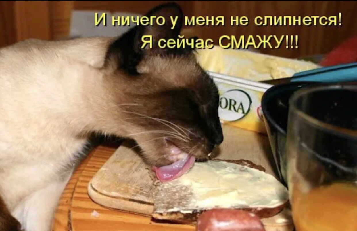 Кот бутерброд. Кот бутерброд с колбасой. Кот ест бутерброд с маслом. Кот в сметане. Сливочное масло коту