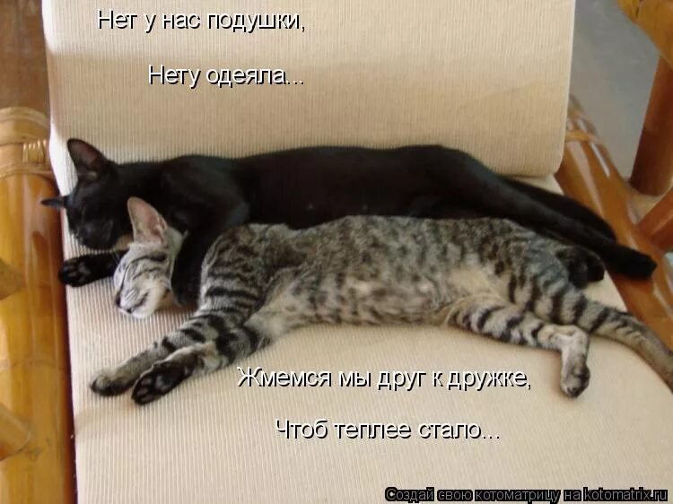 Бездомные животные. Люблю котика. Они жались друг к другу. Котята обнимаются. Кошки любовь.