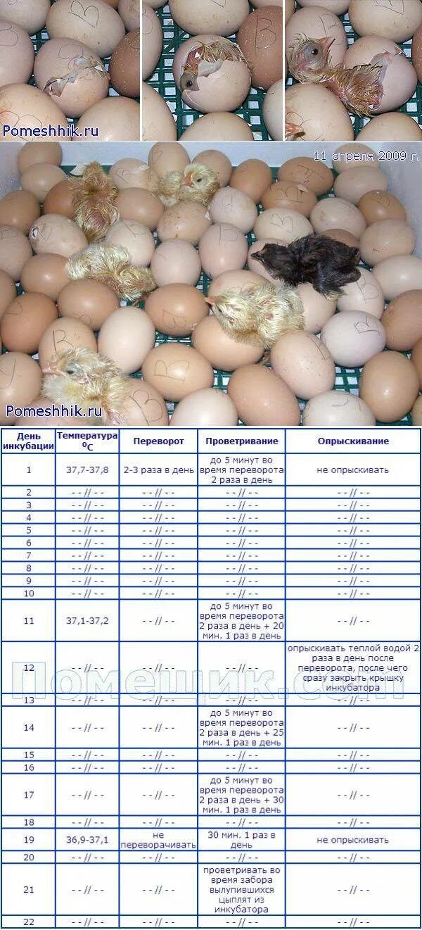 Сколько раз переворачивать яйца в инкубаторе. Температура в инкубаторе для куриных яиц таблица. Таблица инкубации куриных яиц в инкубаторе. Инкубационное яйцо в инкубаторе. Таблица вывода цыплят в инкубаторе Несушка.