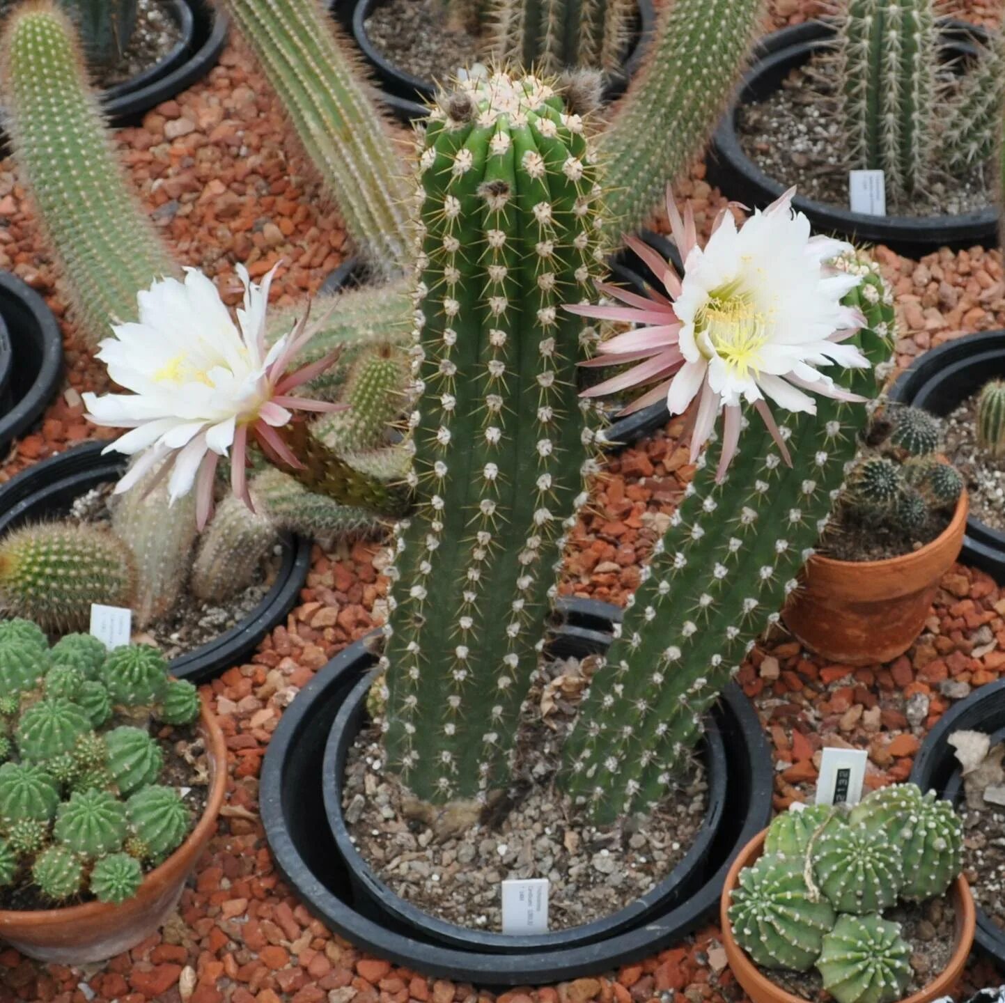 Эхинопсис субденудата echinopsis subdenudata. Эхинопсис цветок. Эхинопсис эйриеза. Эхинопсис оксигона. Кактус эхинопсис эйриеза.
