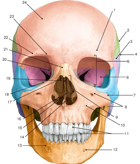 Лицевой отдел черепа на латыни. Кости черепа на латыни. Латинские названия костей черепа. Строение черепа на латыни.