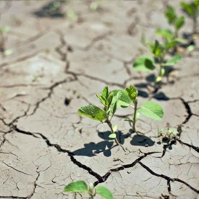 предотвращение деградации земель и почв. деградация почв. предотвращение деградации земель и почв. эрозия почвы. засоление грунта в австралии.
