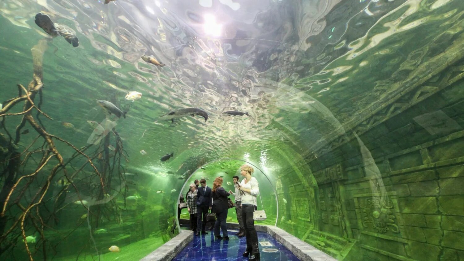 сиам парагон океанариум. можно ли в океанариум. москвариум на вднх 2022. москва, океанариум в трц «рио». крокус сити океанариум, красногорск.