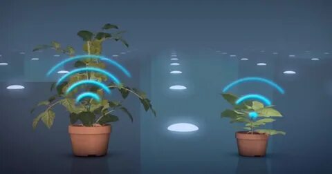Sound plant