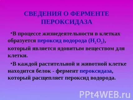 Все живые организмы содержат каталазу