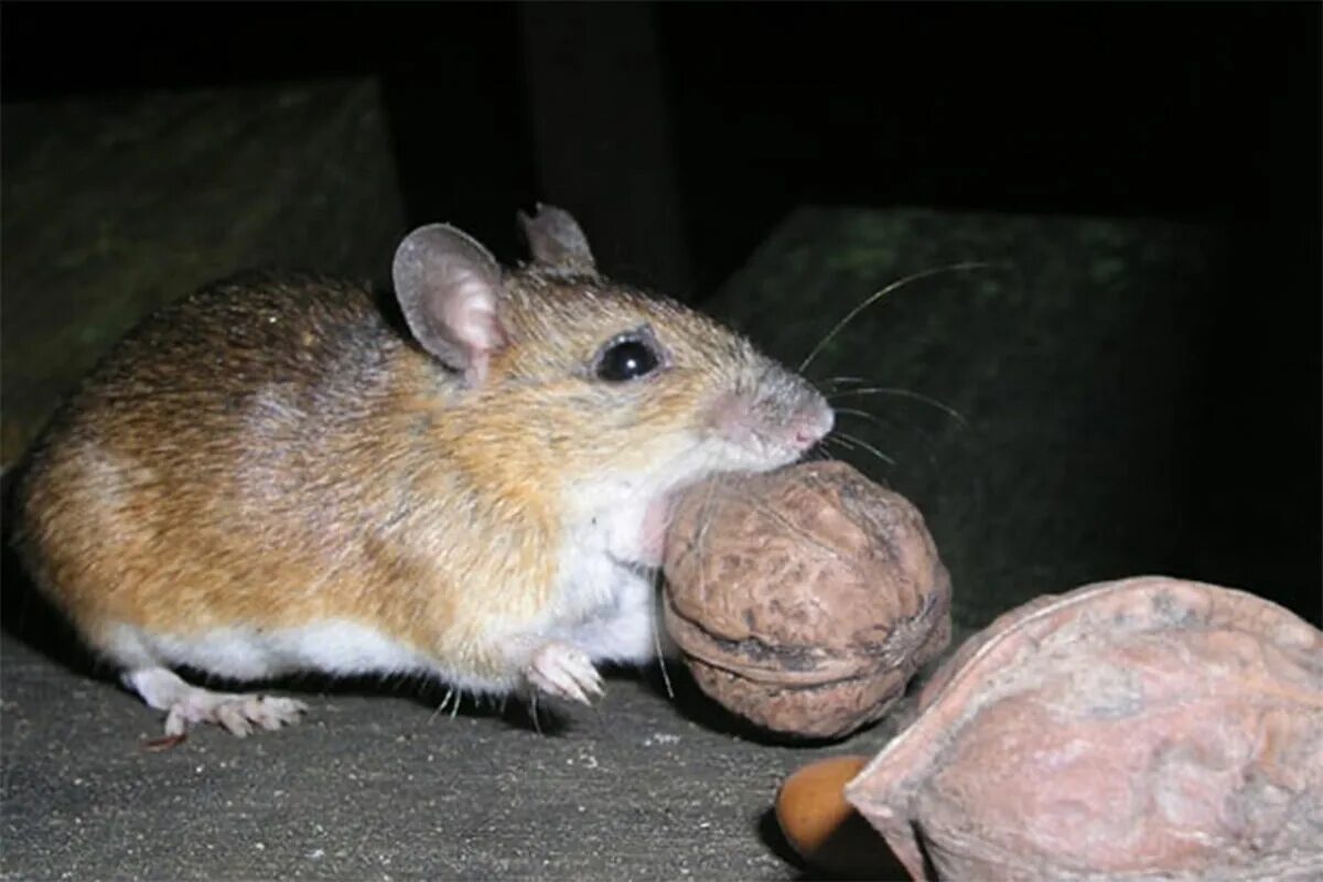 Туляремия мыши. Восточноазиатская мышь Apodemus peninsulae Thomas, 1907. Apodemus speciosus. Японские мышки. Мышиный орех.