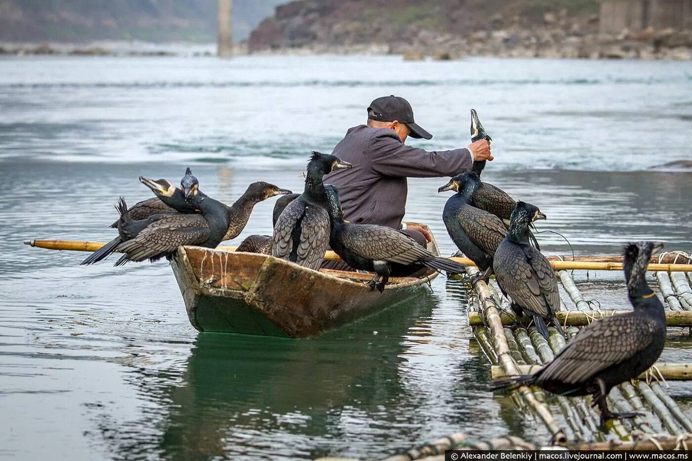 Рыбалка с бакланами в Китае. Бакланы ловят рыбу в Китае. Рыбалка с бакланами. Баклан ловит рыбу. Баклан рыба