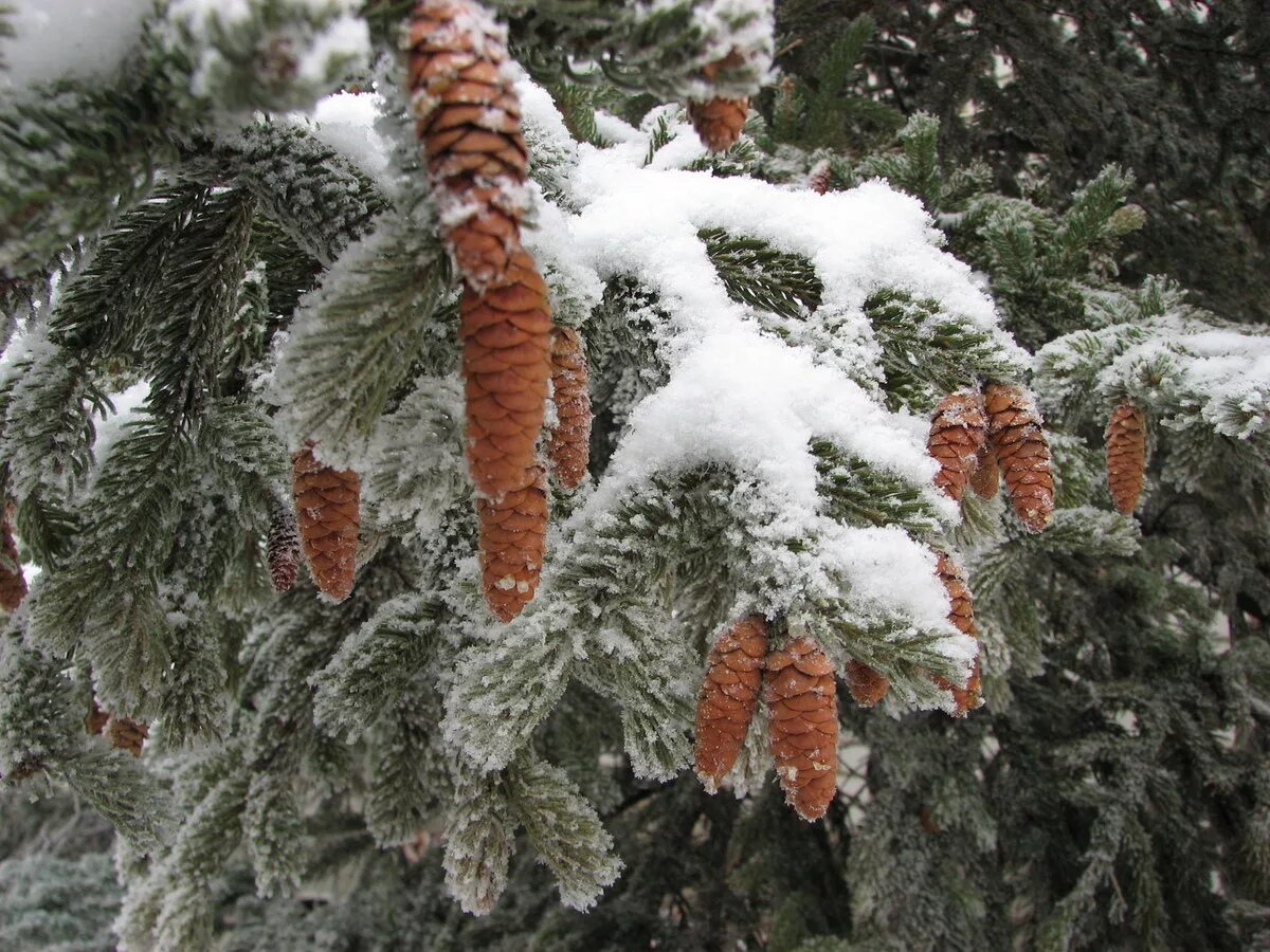 Снег лапы ели. Зимняя ель. Елка в снегу. Ветка ели в снегу. Ель в снегу.