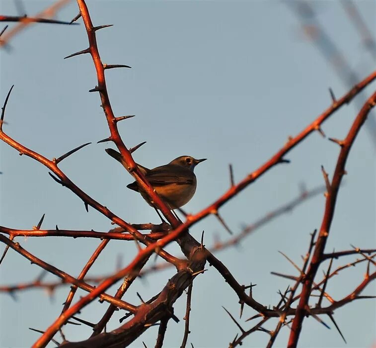 O bird. Терновник колючий кустарник. Колючий Терновый куст. Терновник куст с шипами. Птица в терновнике.