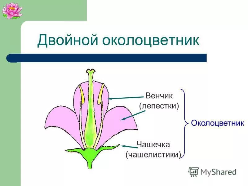 Обычно венчик окружен б состоящей из чашелистиков