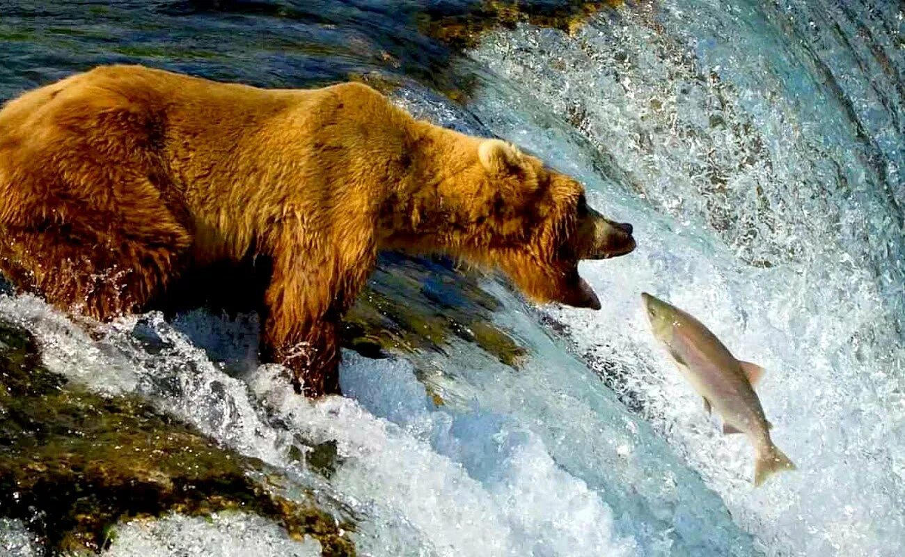 спас медвежонка из бурной реки