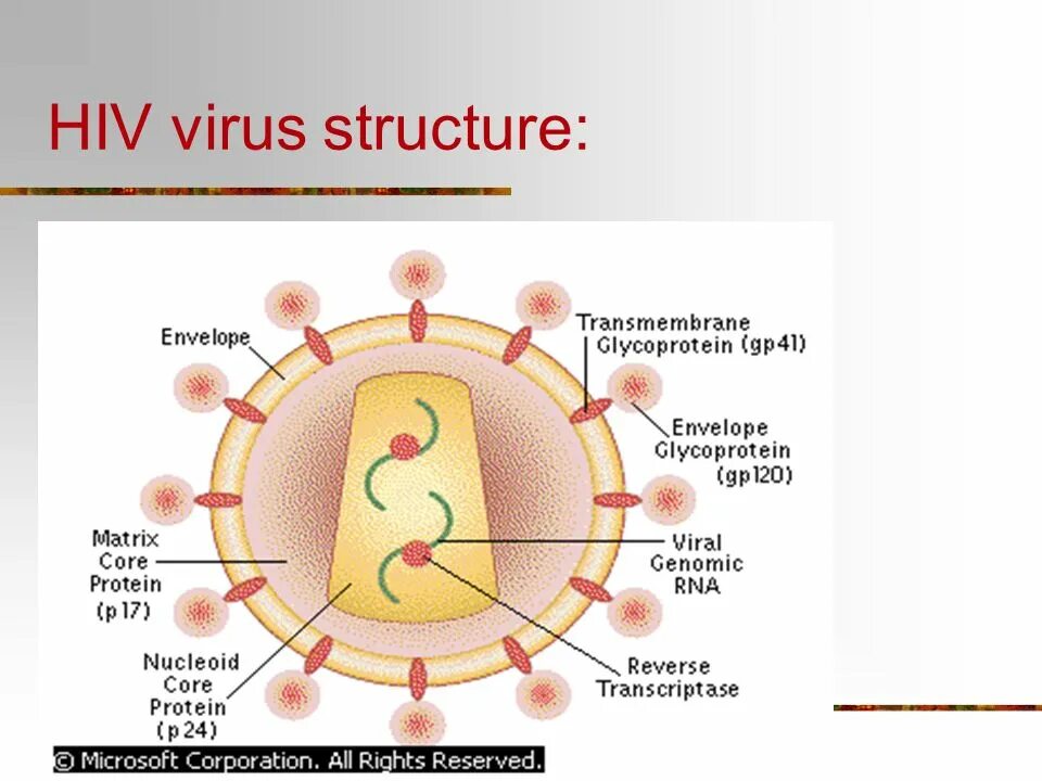 HIV structure. Virus structure. HIV Cell structure.