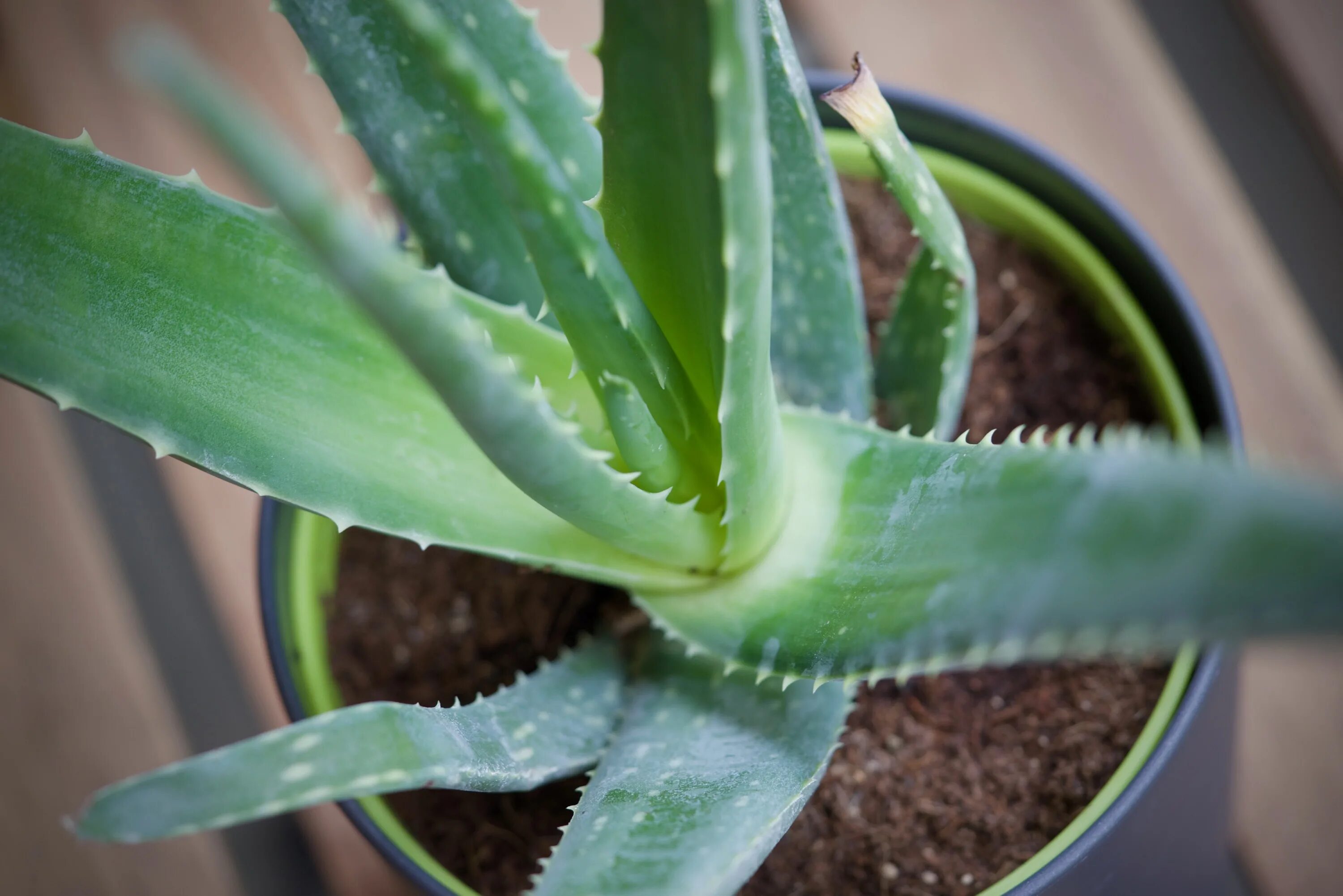 Алоэ Лонгстила. Алоэ гарипензис. Алоэ столетник. 8 aloes