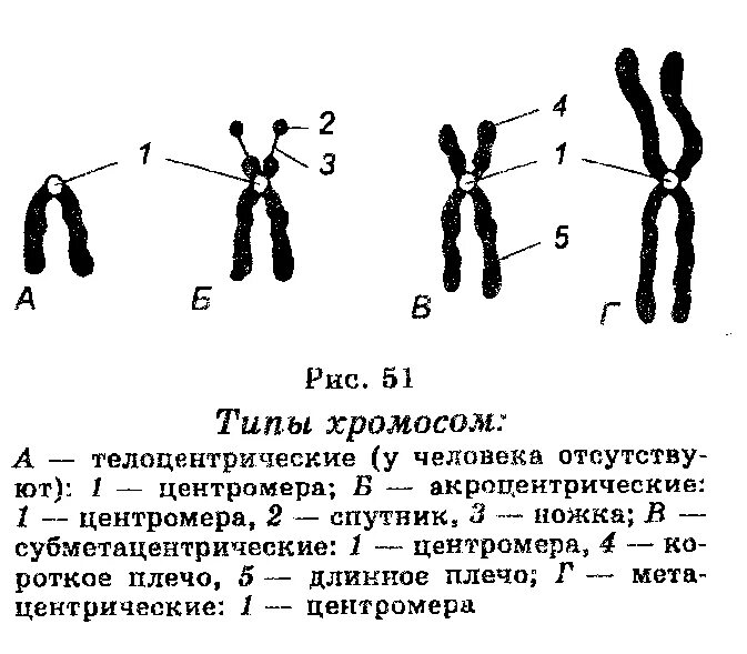 Какие типы хромосом вам известны. Схема строения хромосом всех типов. Типы хромосом схема. Морфологическое строение хромосом. Схема строения метафазной хромосомы и типы хромосом.