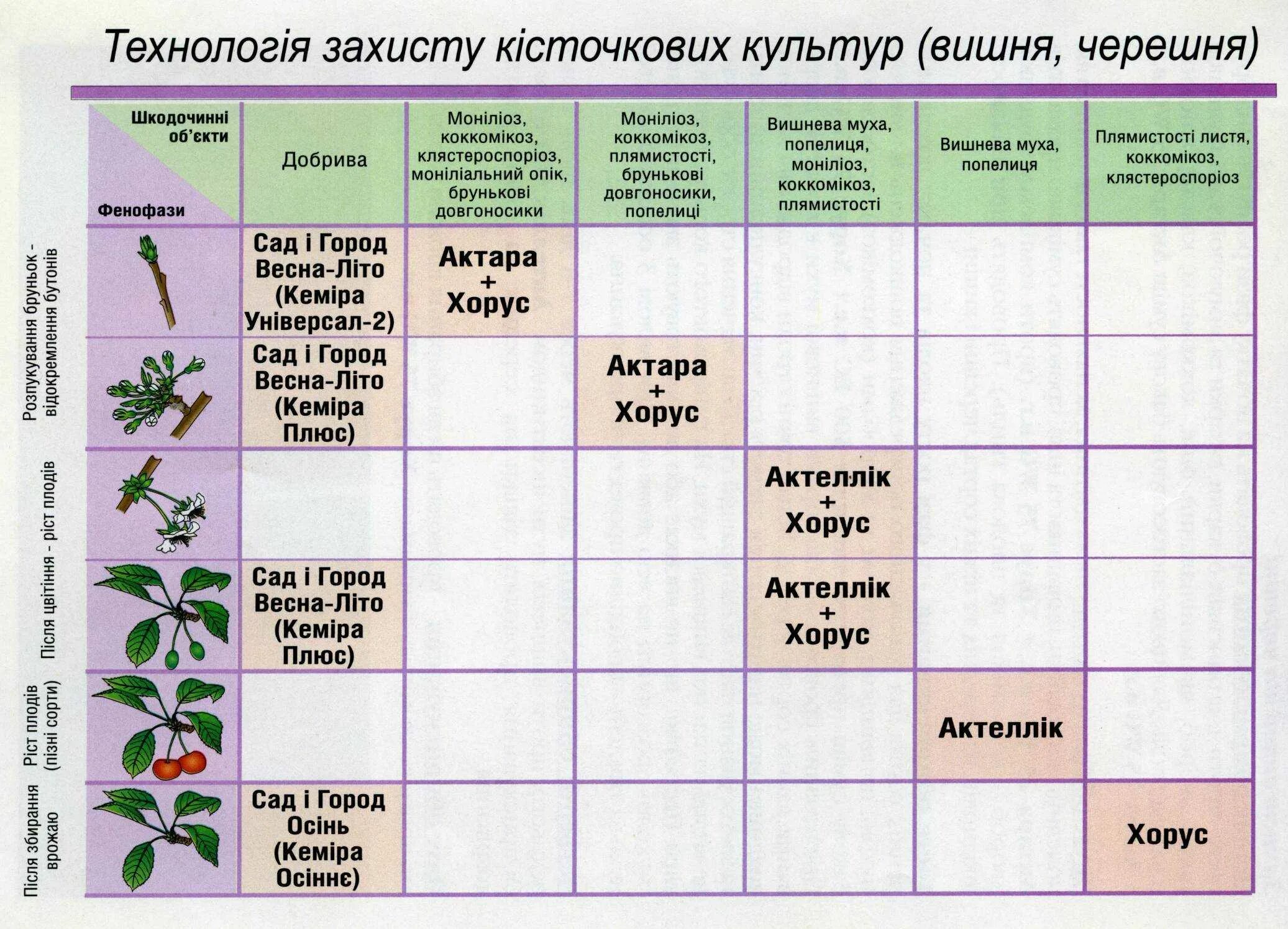 Обработка мочевиной весной деревья и кустарники. Схема обработки вишни и черешни. Схема обработка черешни весной. Схема обработки яблонь весной.