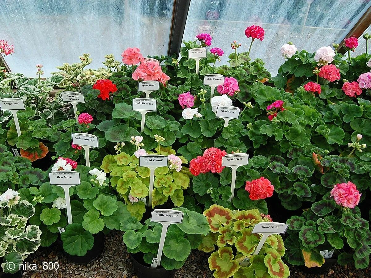 Герань питомник. Питомник гераней в москве. Sutarve pelargonbutik sweden. Пеларгонии великобритания. Пеларгонии в теплице.