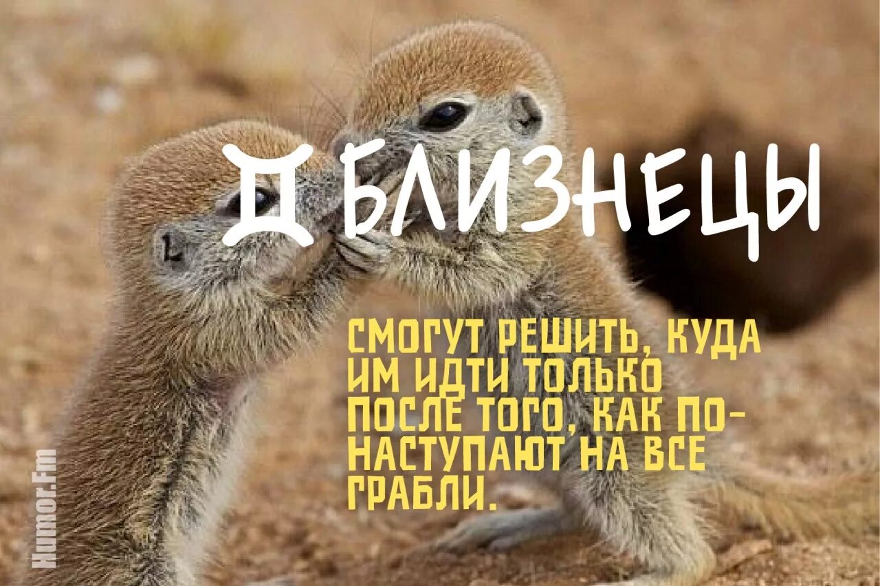 король решает сам куда ему идти. грабли знаков зодиака. король решает сам куда ему идти.