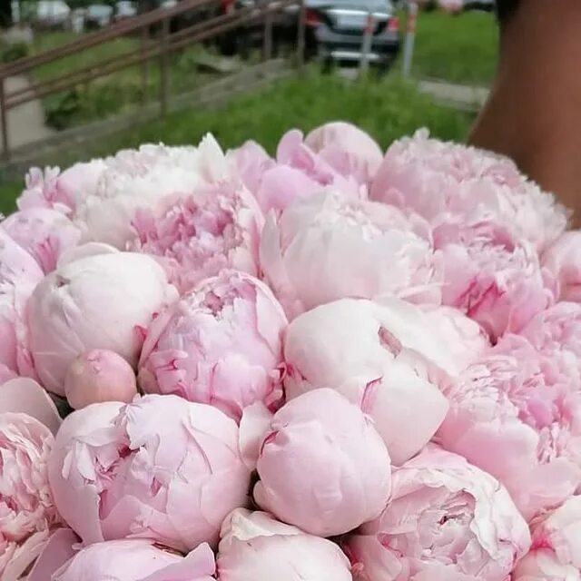 Роскошь пионов. Пион под названием большая роскошь. Роскошь пионов. Мишка с пионами. Букетище пионов.